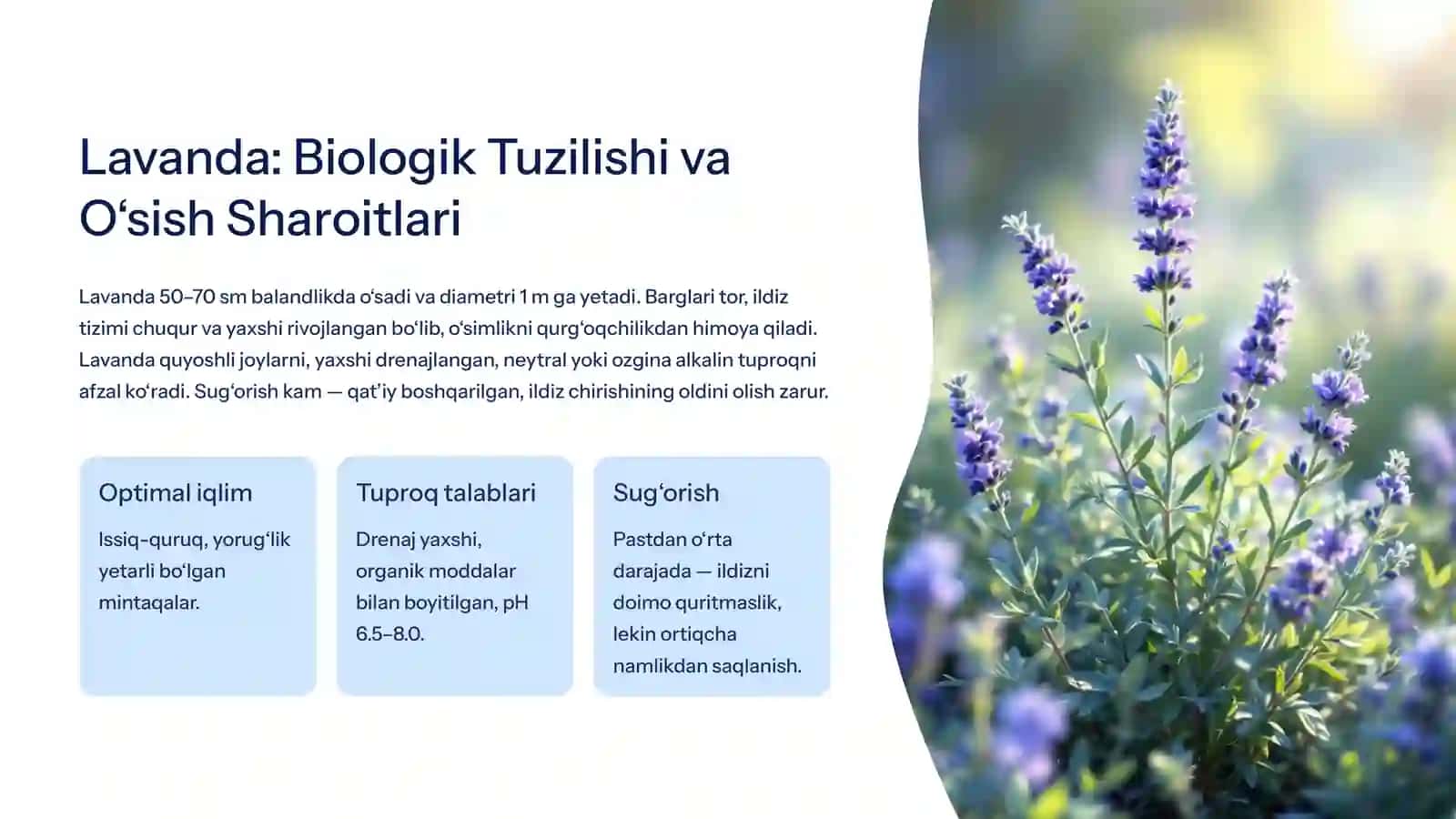Dorivor Lavanda va Issop Yetishtirish: Shifobaxsh O‘simliklarning Sirli Dunyo 4