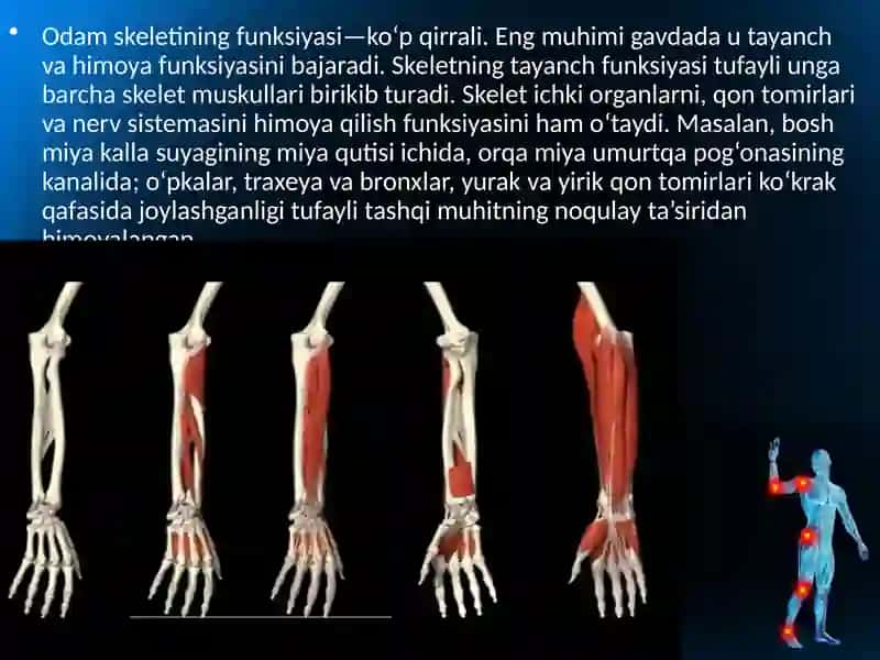 Tayanch-harakatlanish sistemasining tuzilishi 4