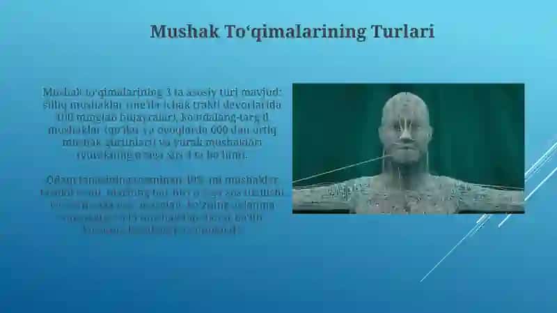 Gavda Mushaki vazifasi va tuzilishi 4