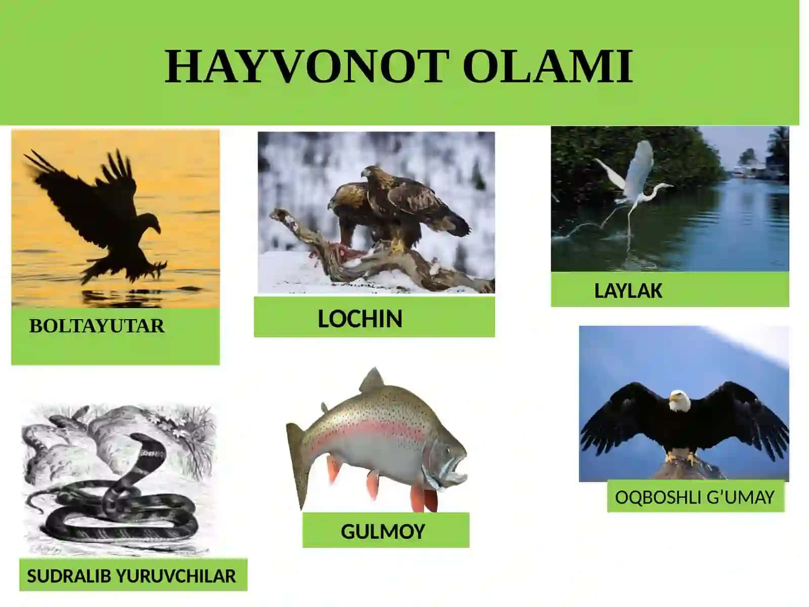 Hayvonot dunyosini muhofaza qilish 4