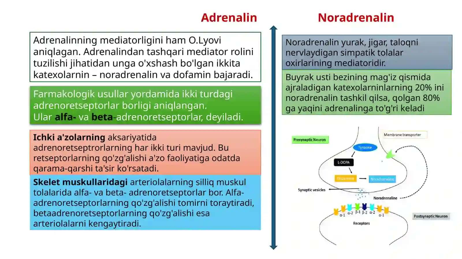 vegetativ nerv sistemasi fizologiyasi pptx 4
