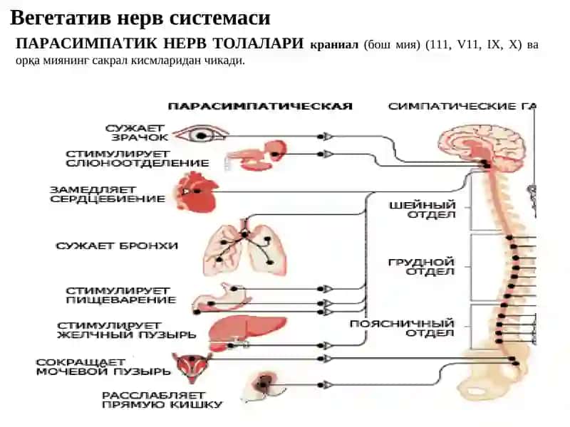 Эфферент иннервация. Холинергик синапсларга таъсир этувчи дори воситалар, 4