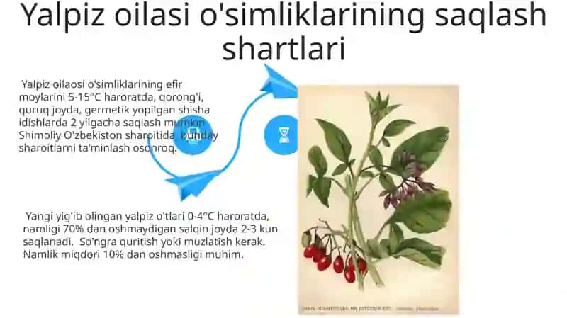 Yalpizdoshlar oilasi va bu oilaning dorivor turlari 4
