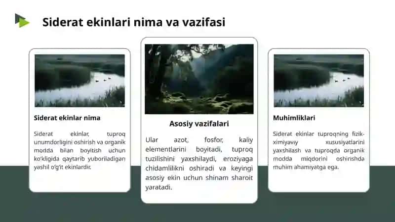 Xantalni siderat ekin sifatida yetishtirish 4