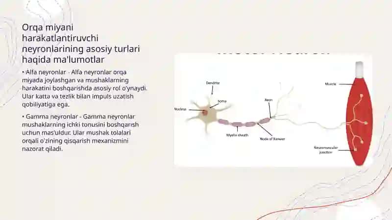 Orqa miyani harakatlantiruvchi neyronlaring turlari va ularning morfofunksional xususiyatlari 4