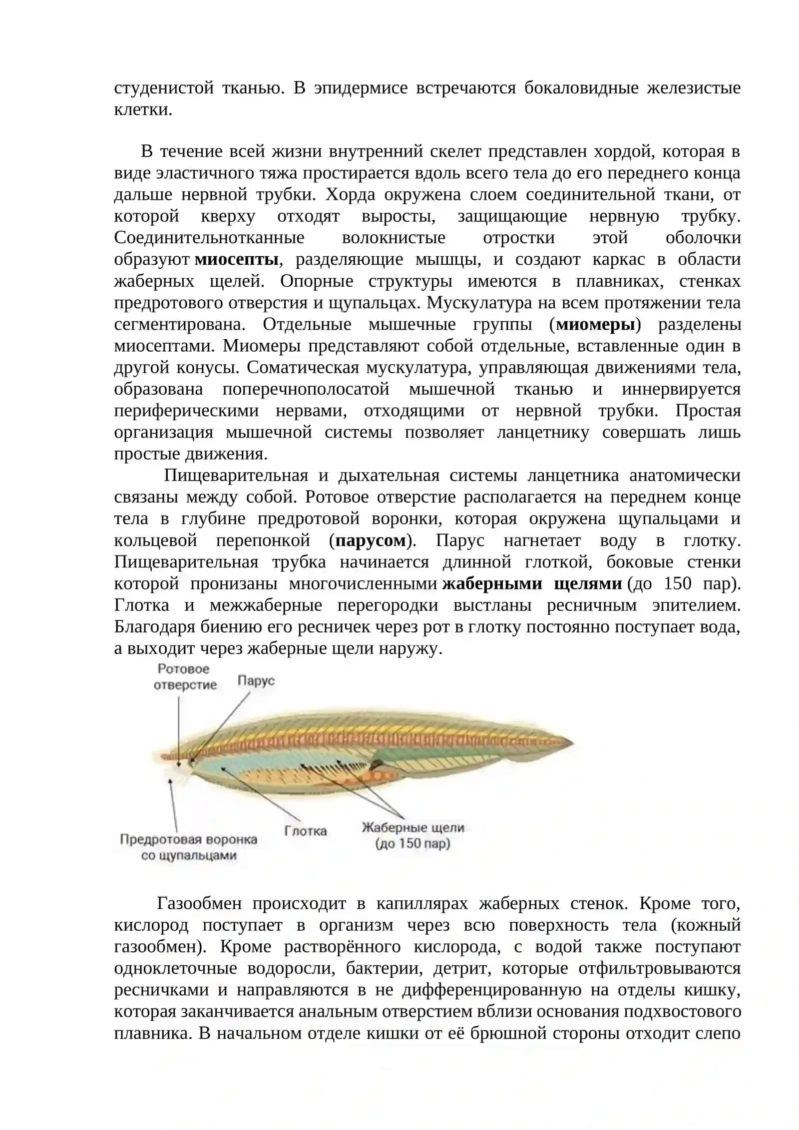 Тип Хордовые. Подтип Бесчерепные. Класс Ланцетники 4