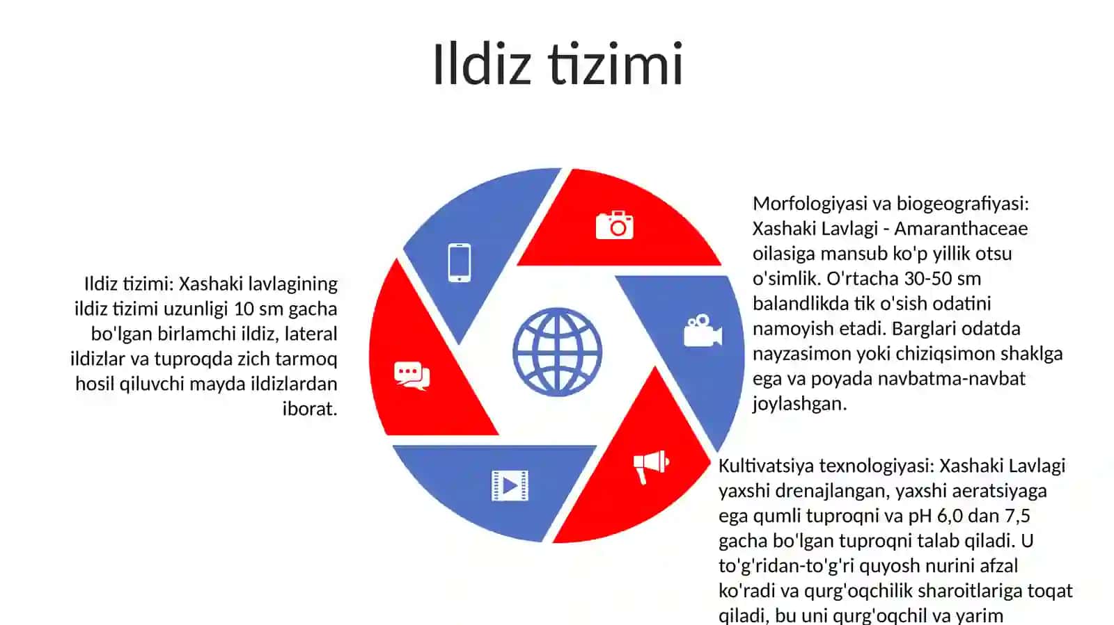 Xashaki Lavlagi Morfologiyasi Biologiyasi Va Yetishtirish Texnologiyasi 4