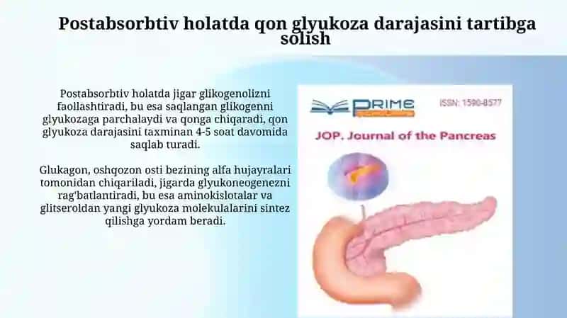 Absorbtiv va postabsorbtiv holatlarda qonda glyukoza miqdorini boshqarilishi 4