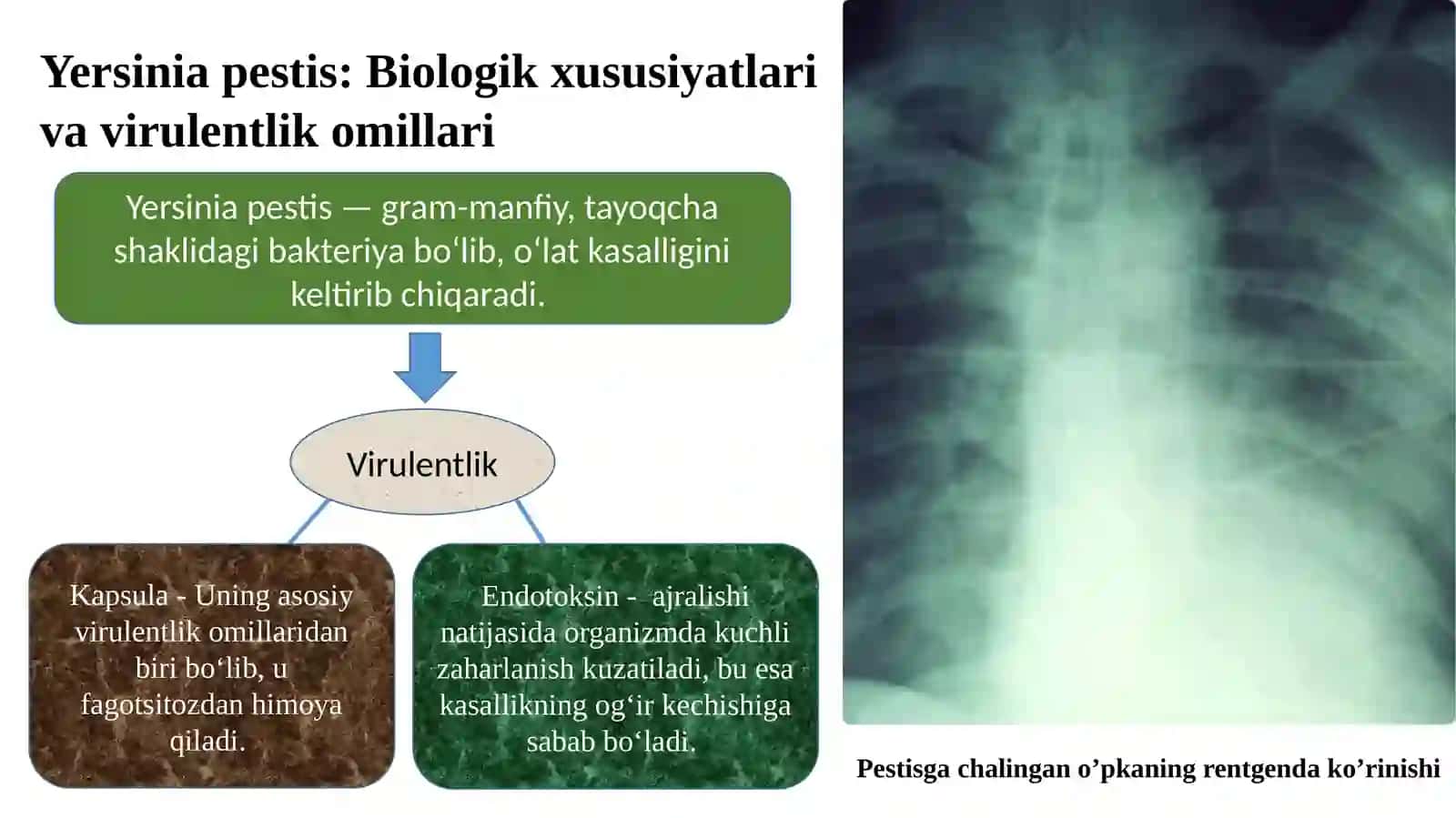 O‘lat va Tulyaremiya qo'zg'atuvchilari vaularning ahamiyati 4