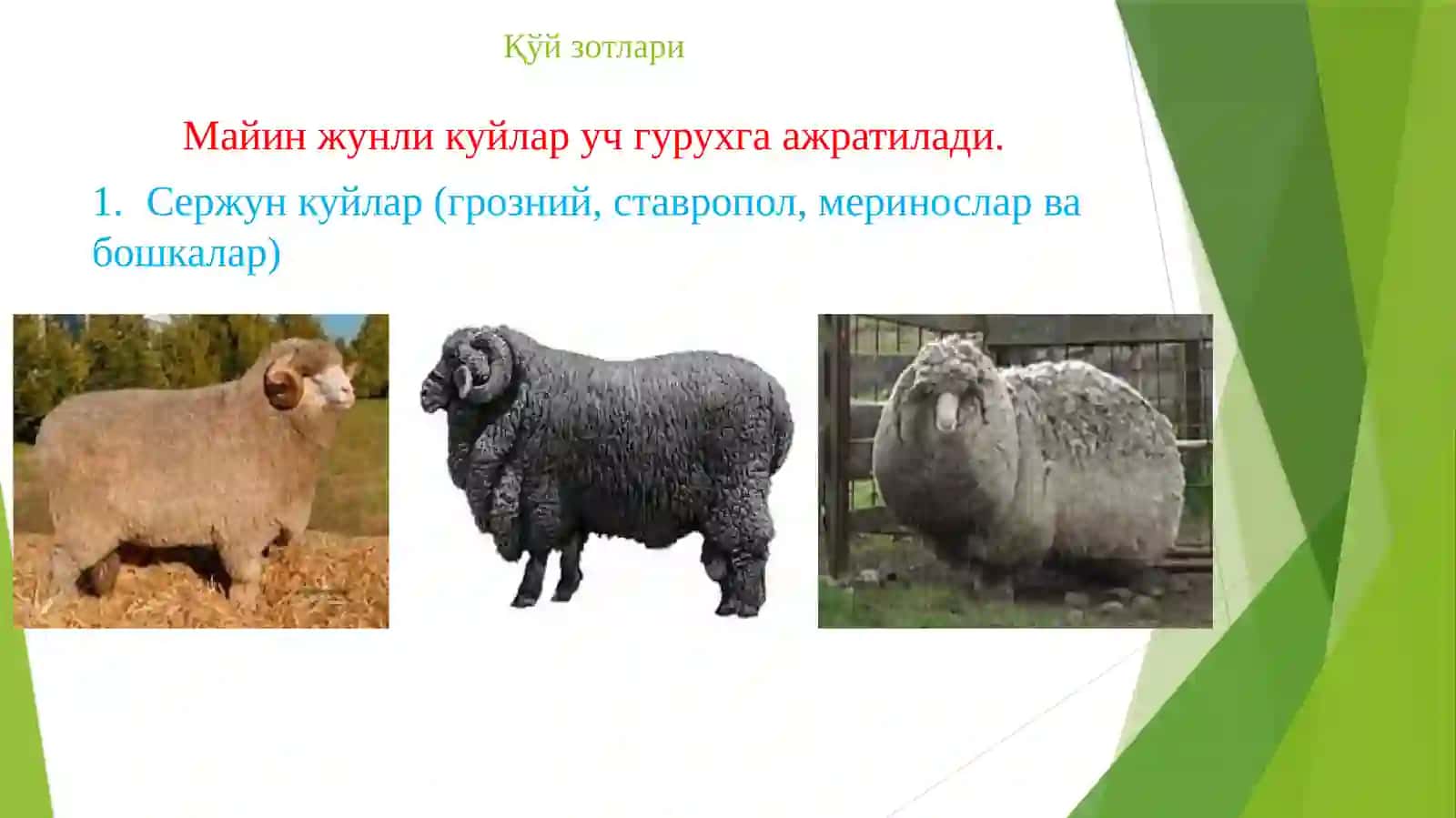 ҚЎЙЧИЛИКНИНГ АХАМИЯТИ 4