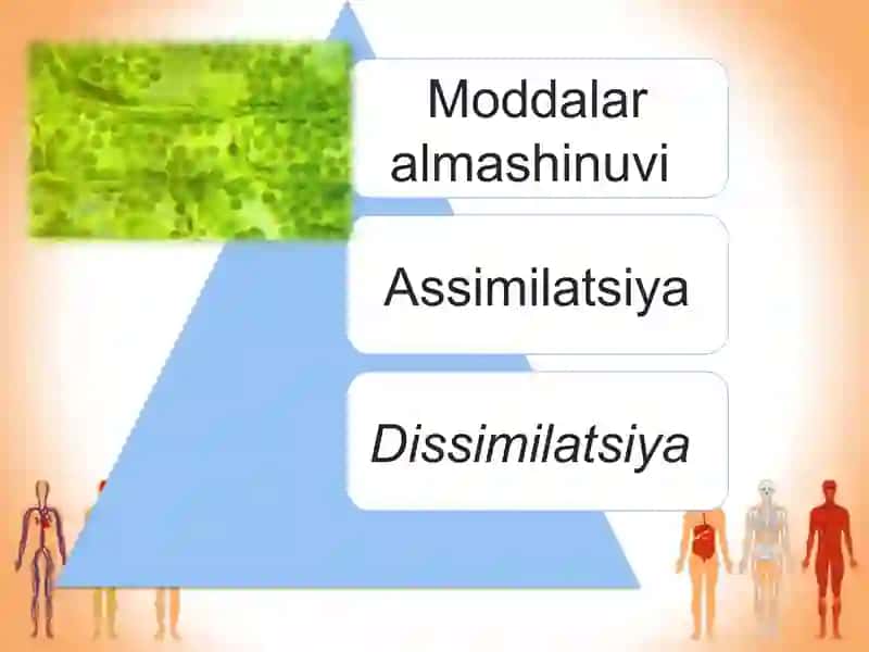 Hujayra va organizmning hayotiy xossalari 4