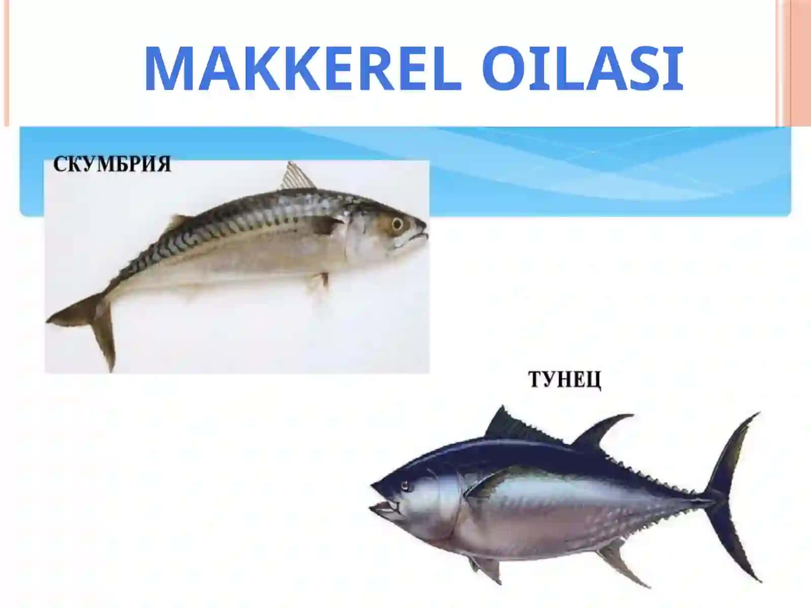Baliqlar haqida umumiy ma'lumot 4