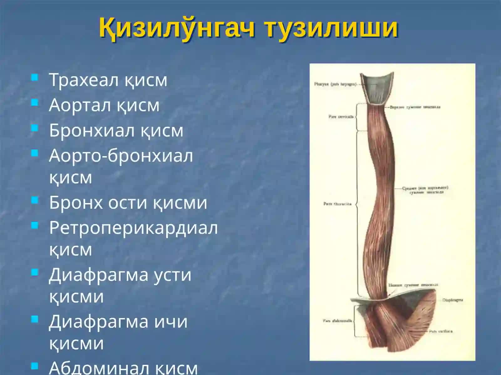 Қизилўнгач касалликлари 4