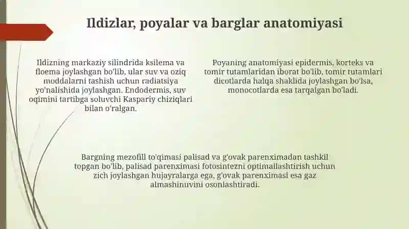 O‘simliklar anatomiyasi va fiziologiyasi 4