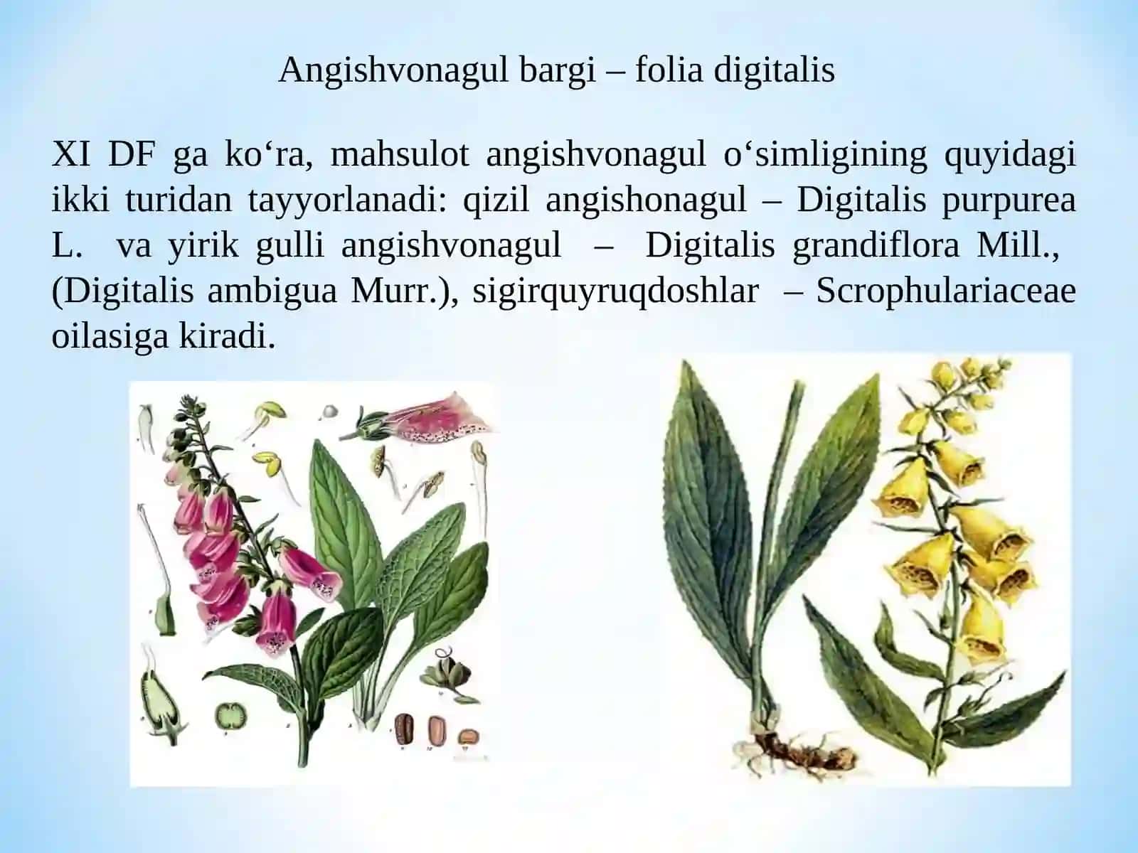 Tarkibida yurak glikozidlar bo‘lgan dorivor o‘simliklar xom ashyosini standartlash va sertfikatlash 4