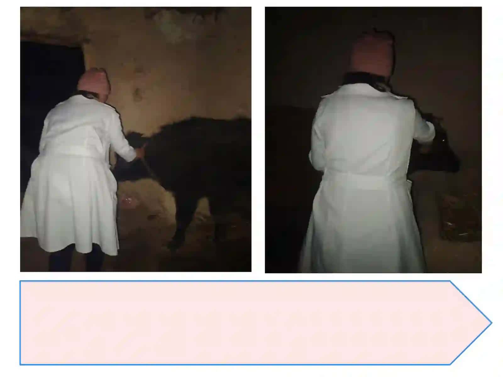 VETERINARIYA PROFILAKTIKASI VA DAVOLASH FAKULTETI 304-GURUH TALABASI TURSUNMUHAMMEDOVAMUNIRANING MALAKAVIY AMALIYOTDAN TAYYORLAGAN TAQDIMOTI 4