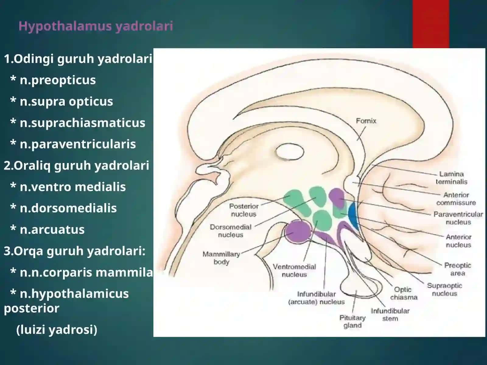 Hypothalamus 4