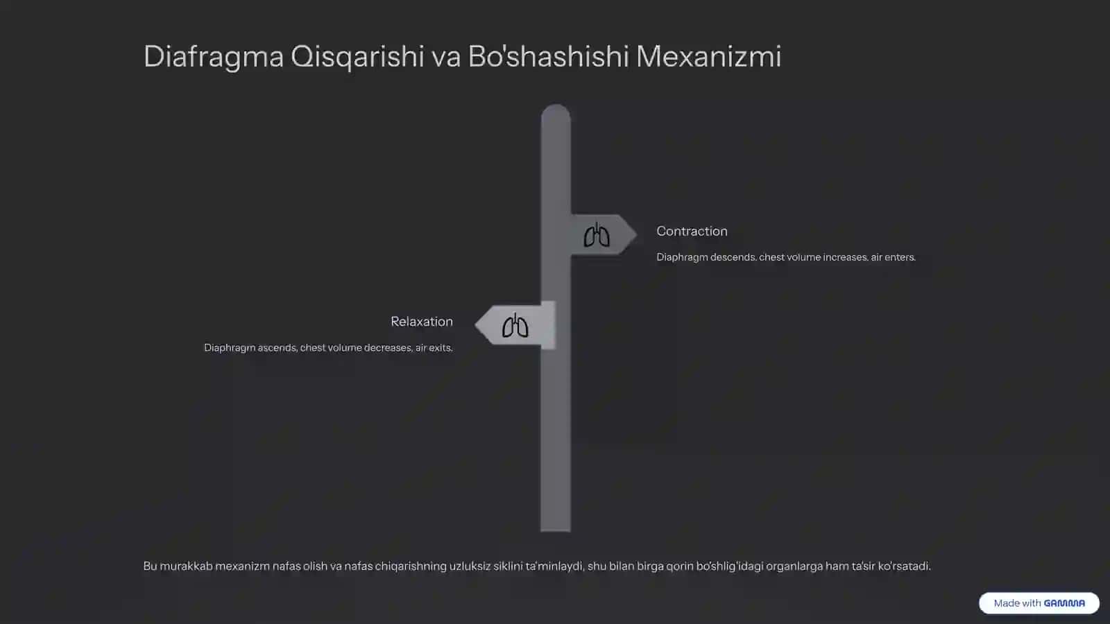 Diafragma Mushaklari Fiziologiyasi: Nafasning Kaliti 4