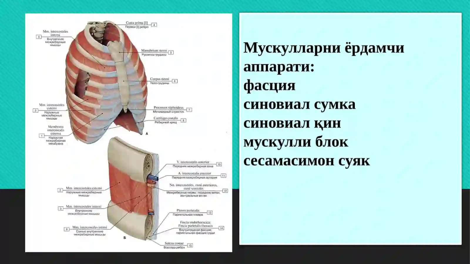 Танани орқа қисмини юза ва чуқур мушаклари. Функционал ва топографи анатомияси. Ёшга доир ўзгаришлари 4