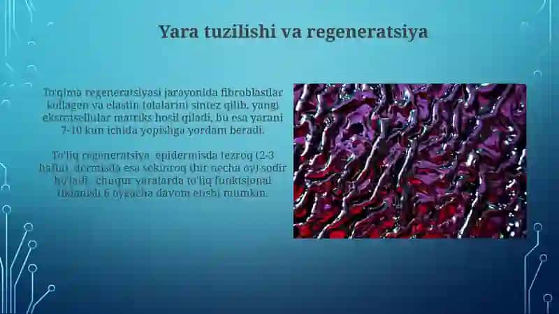 To'qimalarning fiziologik va reparativ regeneratsiyasi 4