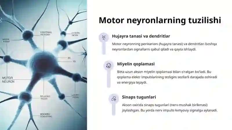 Mushaklarda nervlanishning anatomik asoslari 4