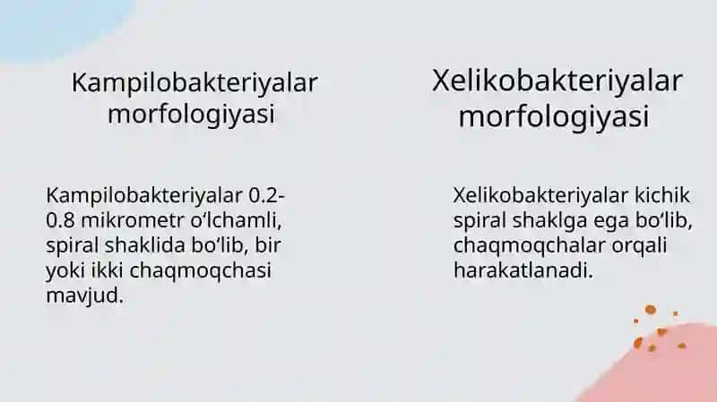 Bakteriyalar morfologiyasi 4