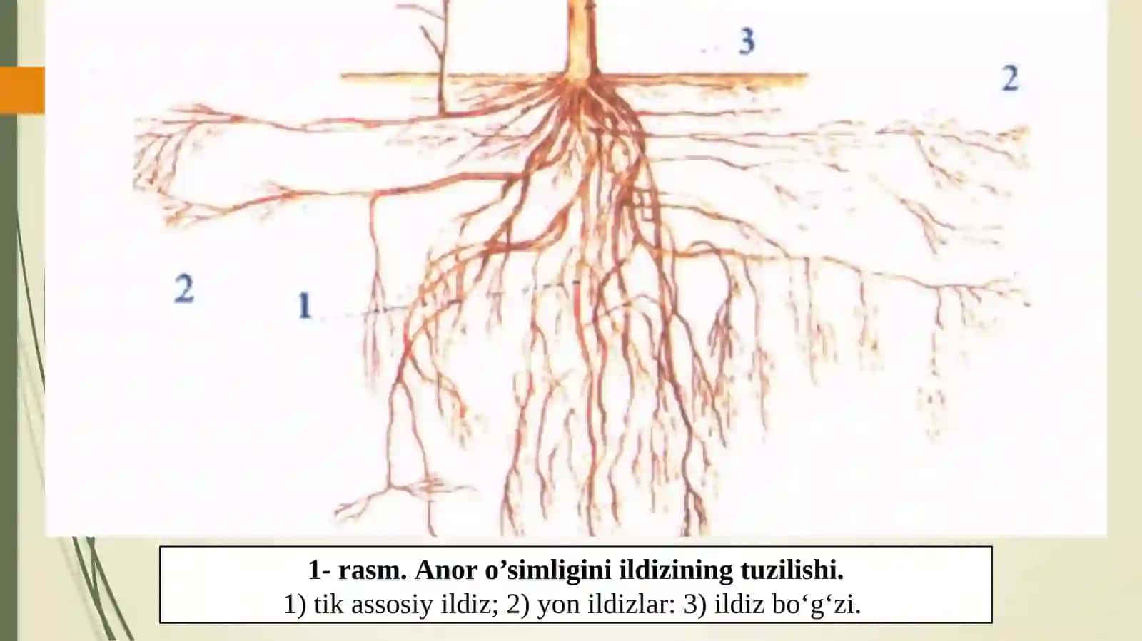 ANOR O’SIMLIGINING MORFOLOGIK TUZILISHI 4