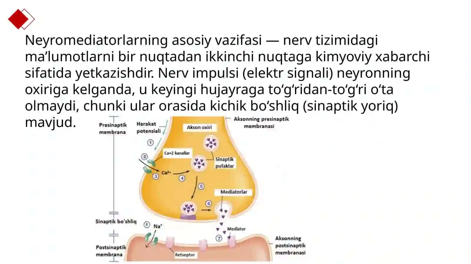 Neyromediatorlar biosintezi, ahamiyati va kasalliklari 4