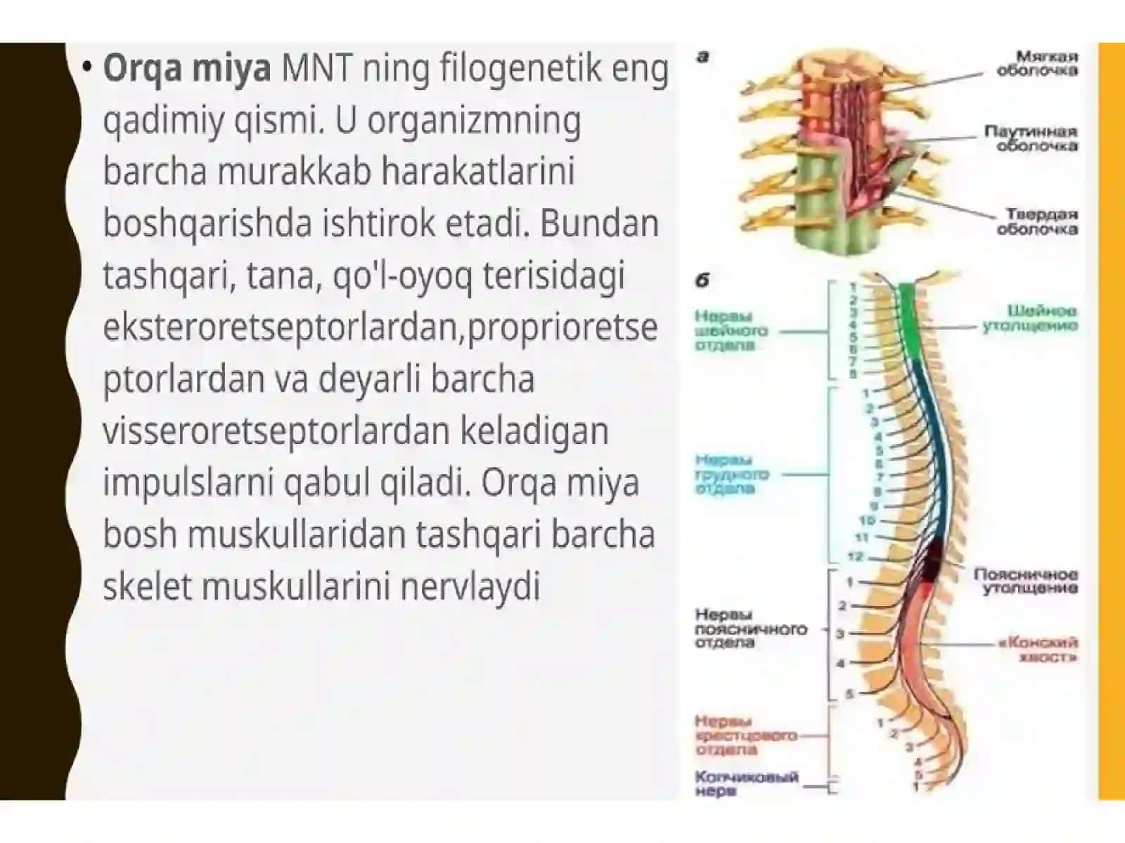 Orqa miyaning reflektor va o'tkazuvchi yo'l faoliyati, tekshirish usullari 4