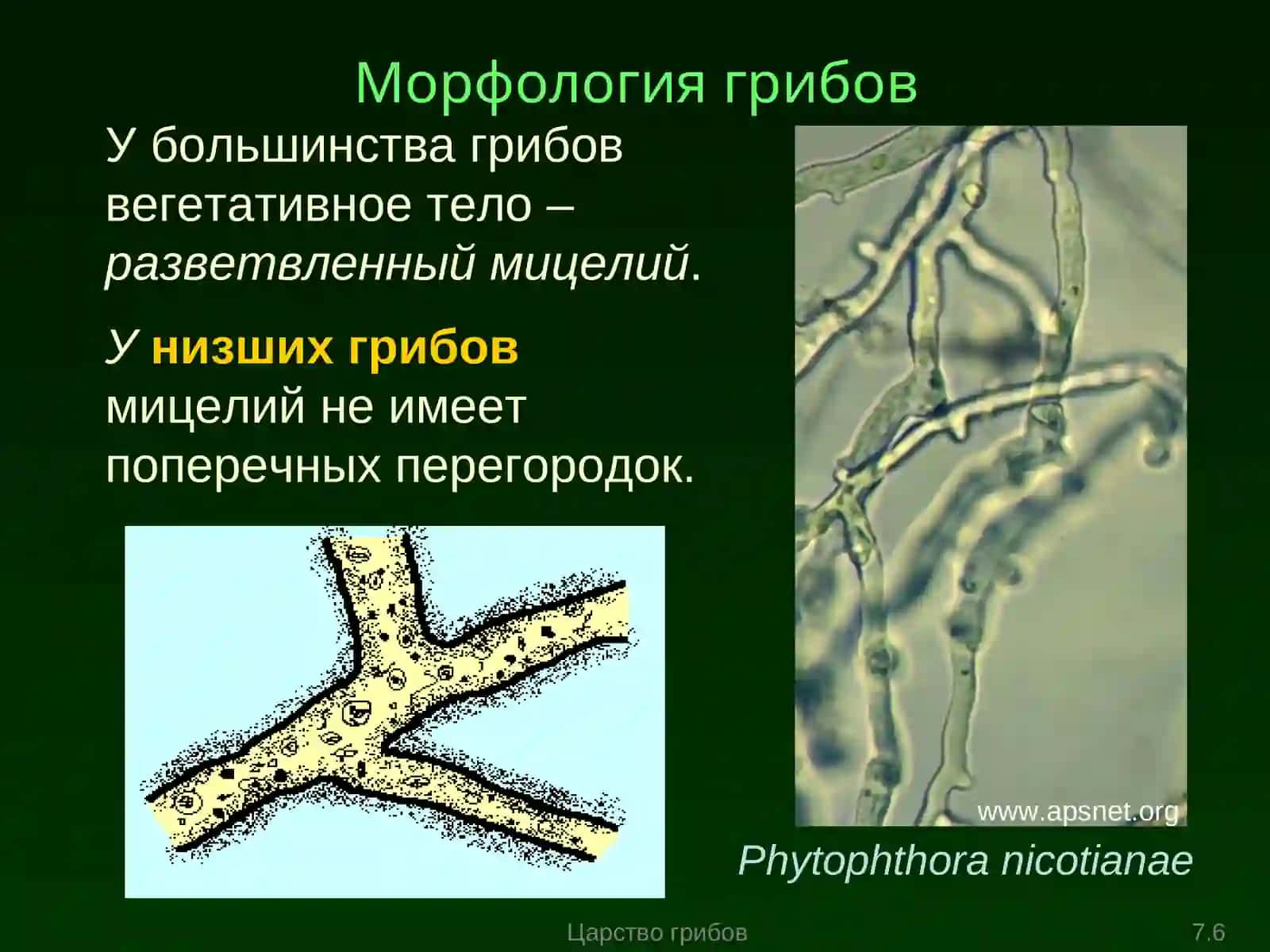 Морфология и физиология грибной клетки 4