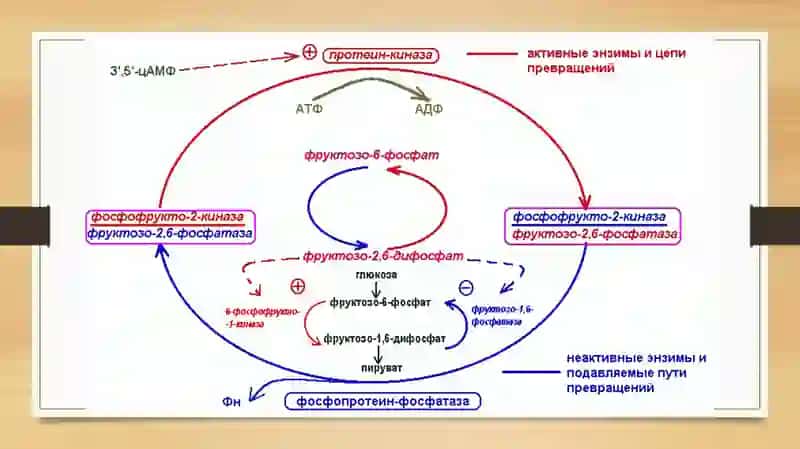 Jigarda glikoliz va glikoneogenezni boshqarilishi 4
