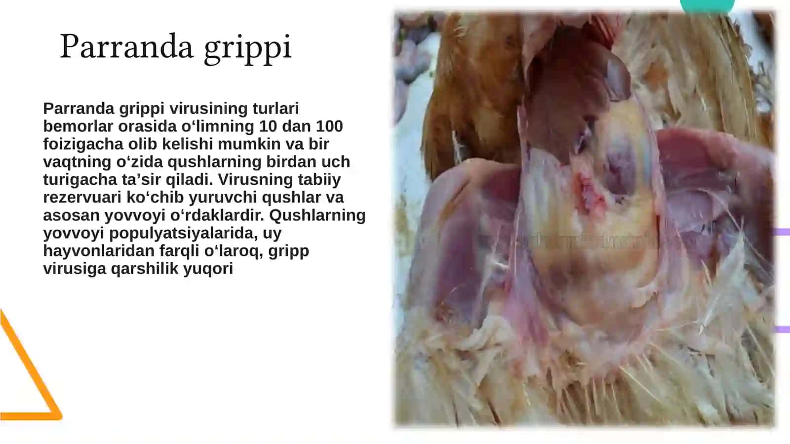 Parranda grippi va uning xozirgi kundagi muammolari 4