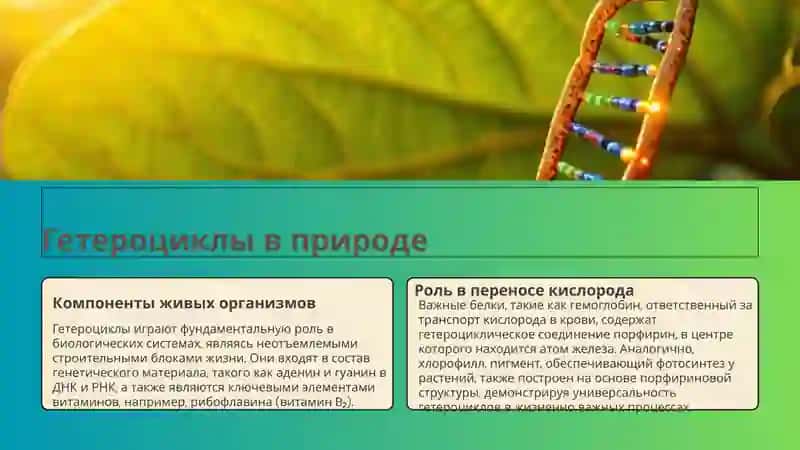 Гетероциклы: Основа жизни 4