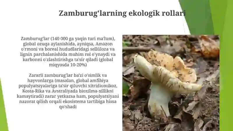 Qalopoqchali va po'kak zamburug'lar 4
