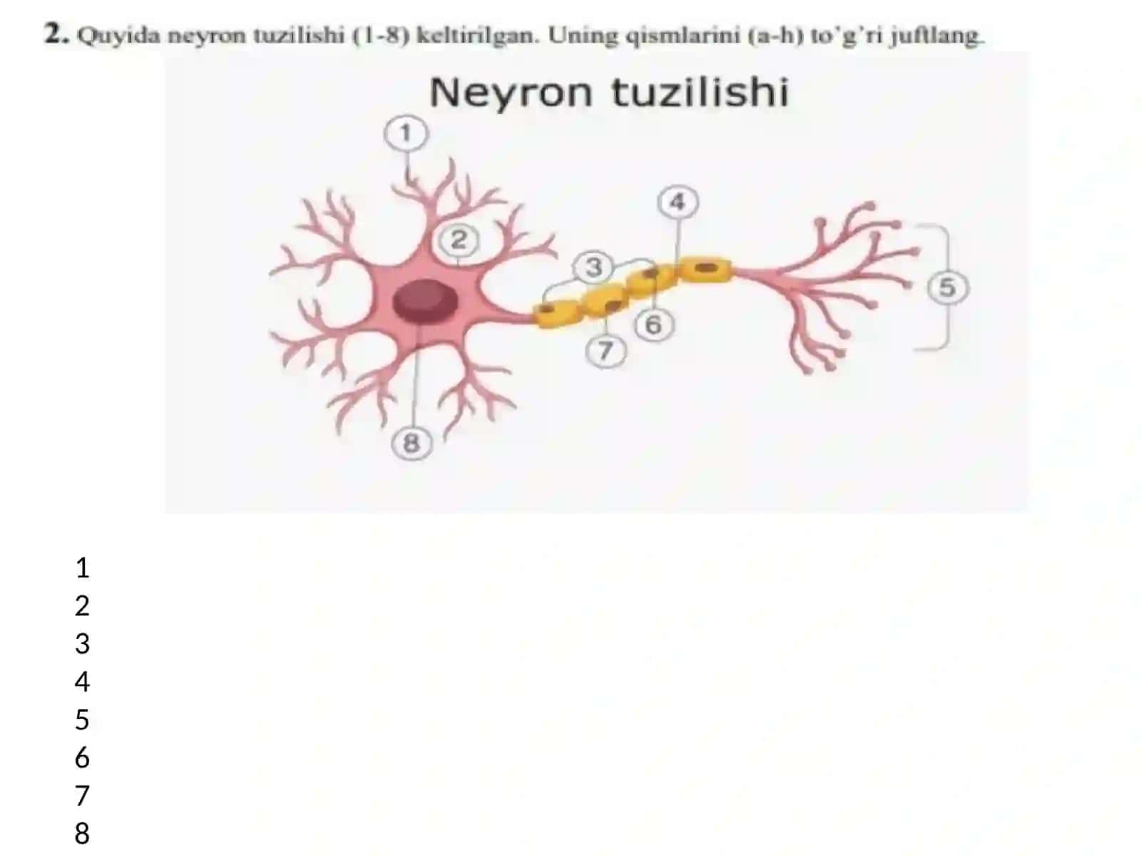 Nizomiynomidagi TDPU Tabiiy fanlar fakulteti biologiya yoʻnalishi 301-guruh talabasi Anorqulova Mohinur ning fiziologiya fanidan mustaqilishi 4
