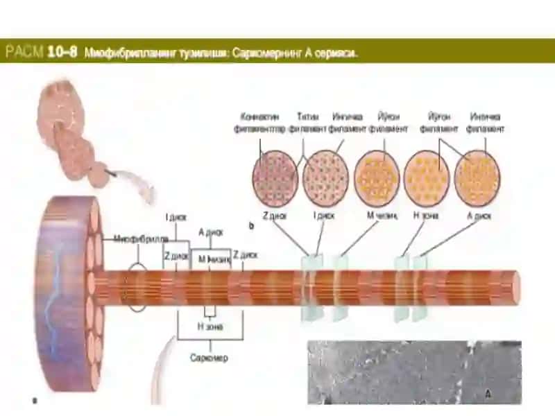 Bulshiq et bioximiyasi 4