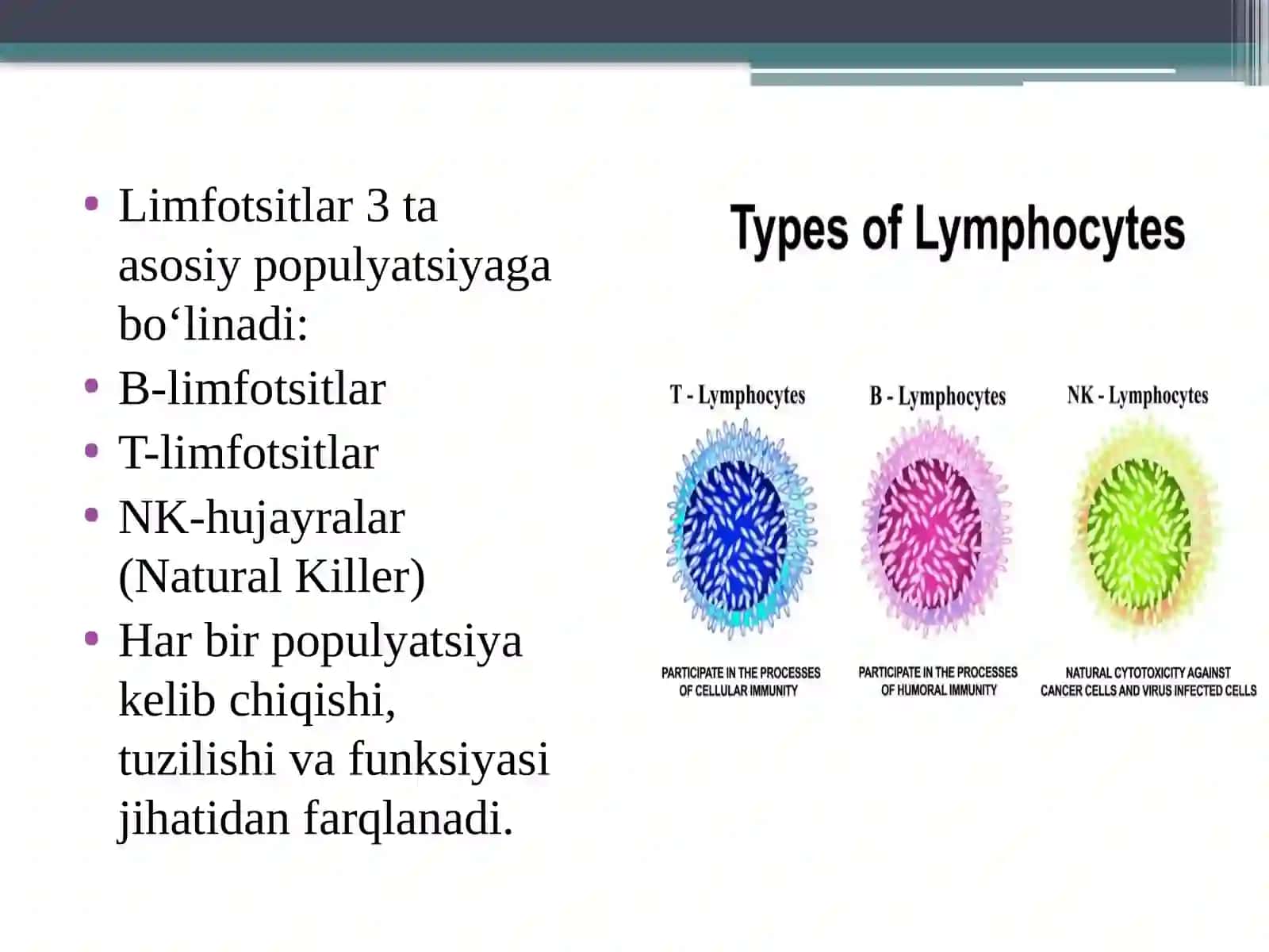 Limfotsitlarning populyatsiyalari va subpopulyatsiyalari.Ularning tuzilishi va vazifalari 4