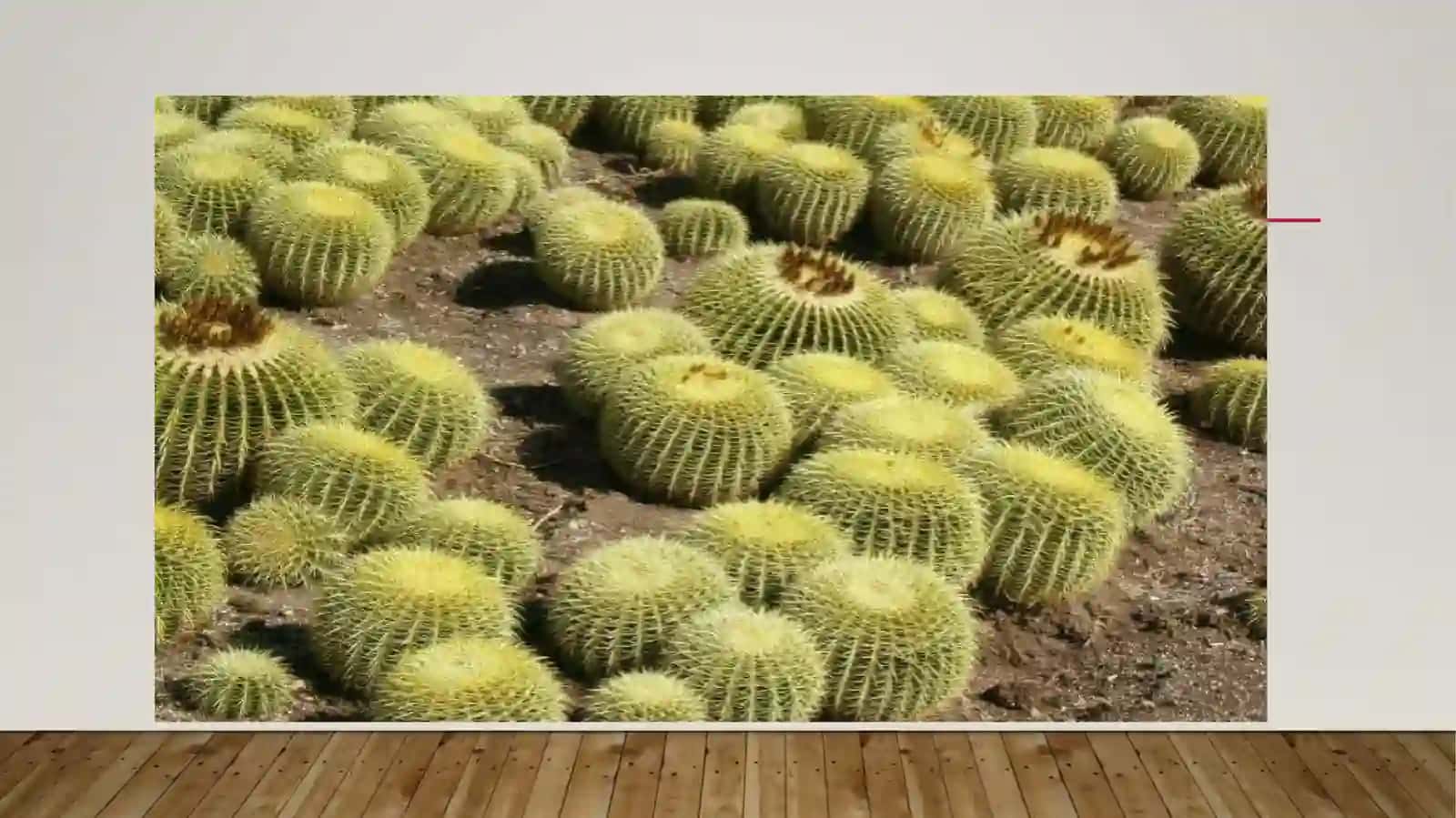 Salo Echinocactus yoki Ferocactus oʻsimligining dorivorlik xususiyatlari 4