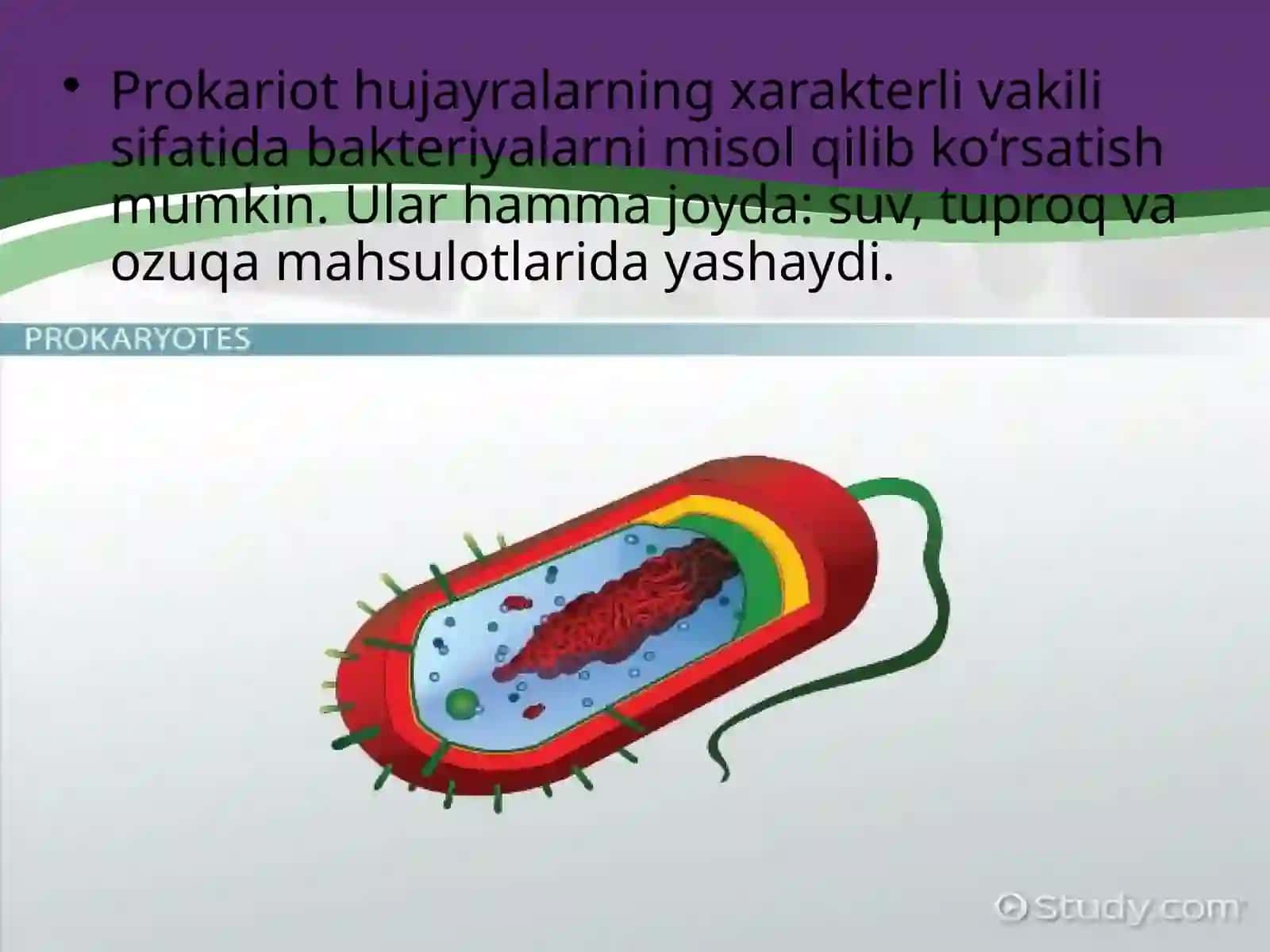 Biologiya fanini o'qituvchi 4