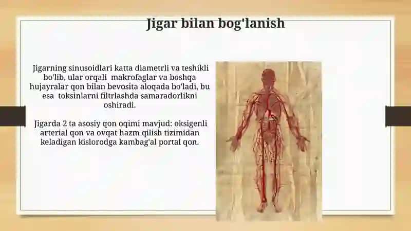 Multiserkulyatsiya fiziologiyasi 4