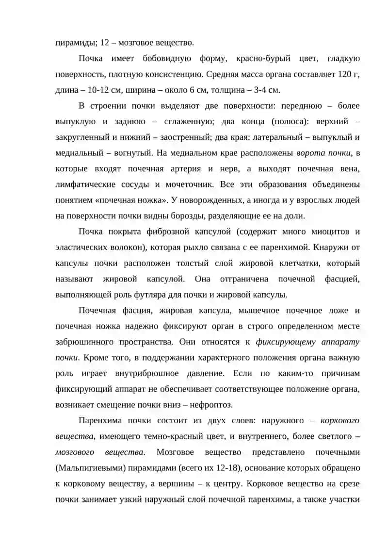 Анатомия и физиология почек человека 4