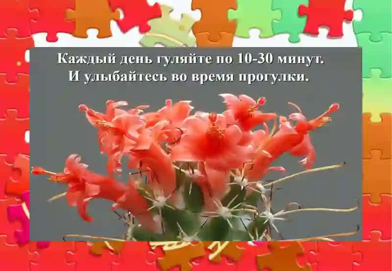 КАКТУС 4