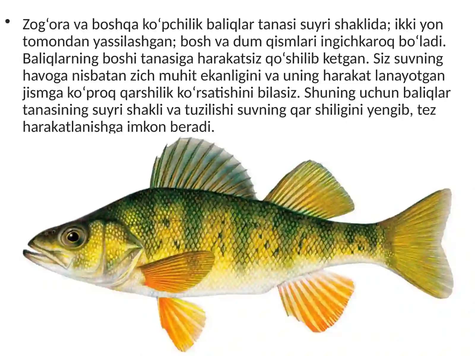 7-sinf Zoologiya Baliqlarning tashqi tuzilishi, skeleti, suzgich pufagi dars ishlanmasi 4