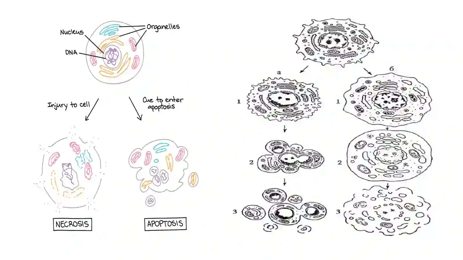 Hujayrabiologiyasi (apoptoz va nekroz) 4