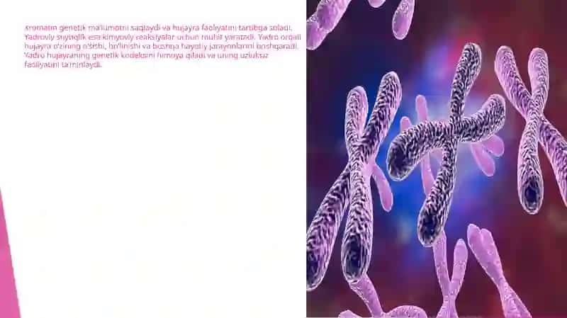 Hujayra Organoidlarining Tuzilishi 4