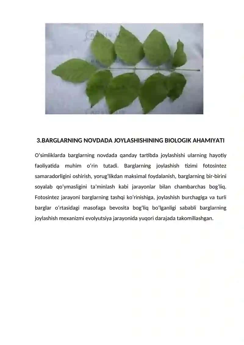 Novdada barglarning joylashishi.  Shu mavzu buyicha kurs ishi 4