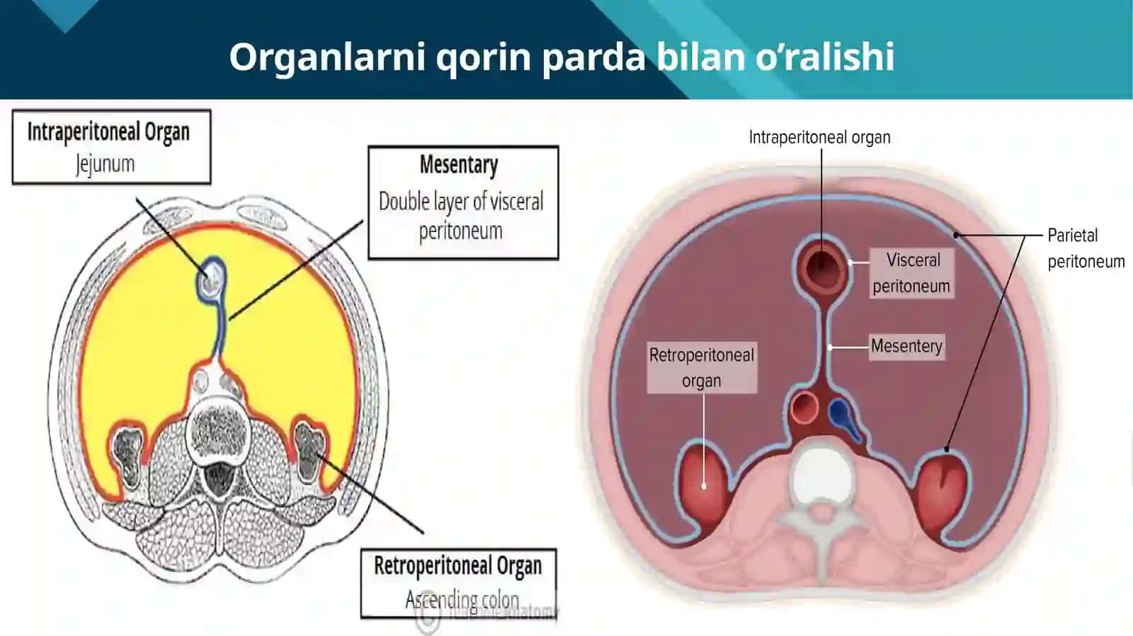 Bel vaqor in parda orti sohasi klinik anatomiyasi va operativ xirurgiyasi 4