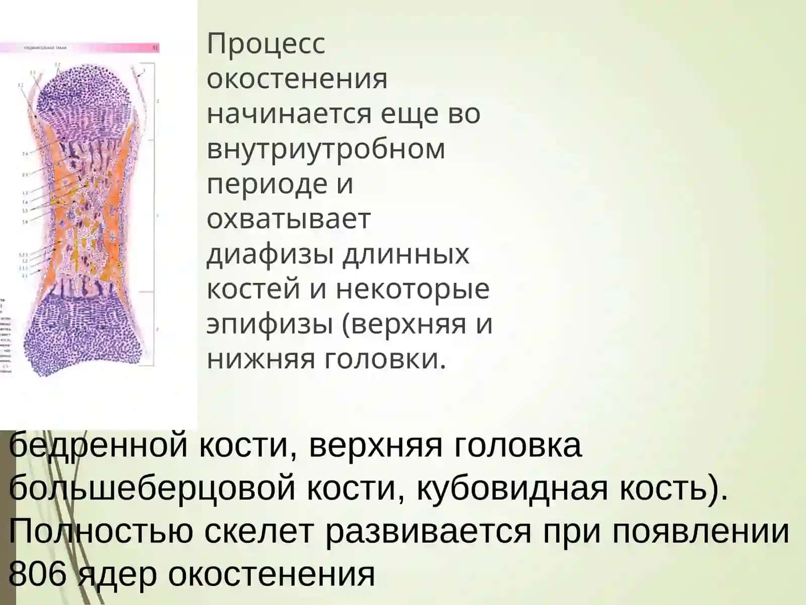 Анатомо-физиологические особенности костно-мышечной системы у детей. Семиотика поражений и заболеваний костно-мышечной системы 4