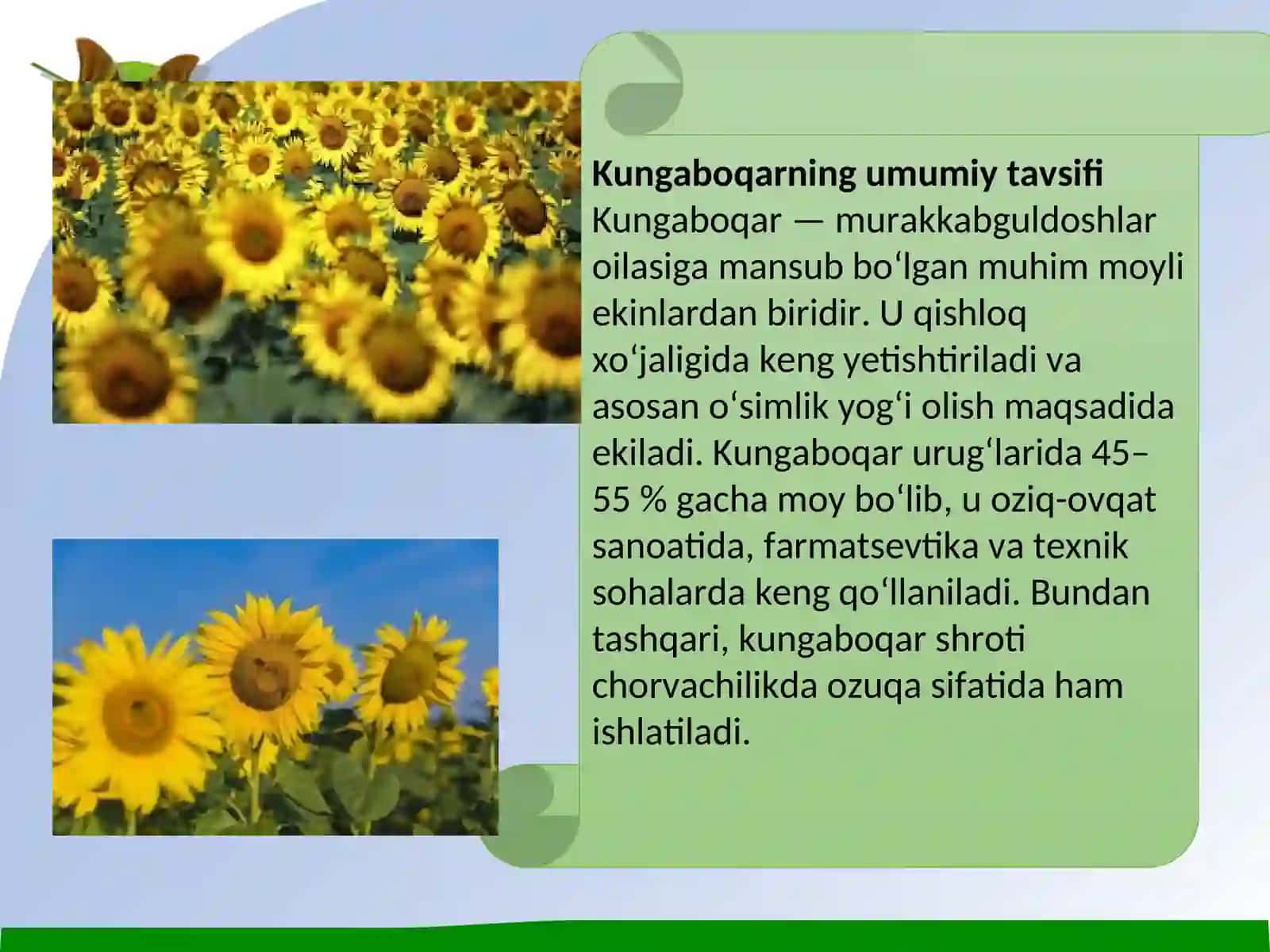 Kungaboqar va yeryong‘oqning sistematikasi va morfologiyasi 4