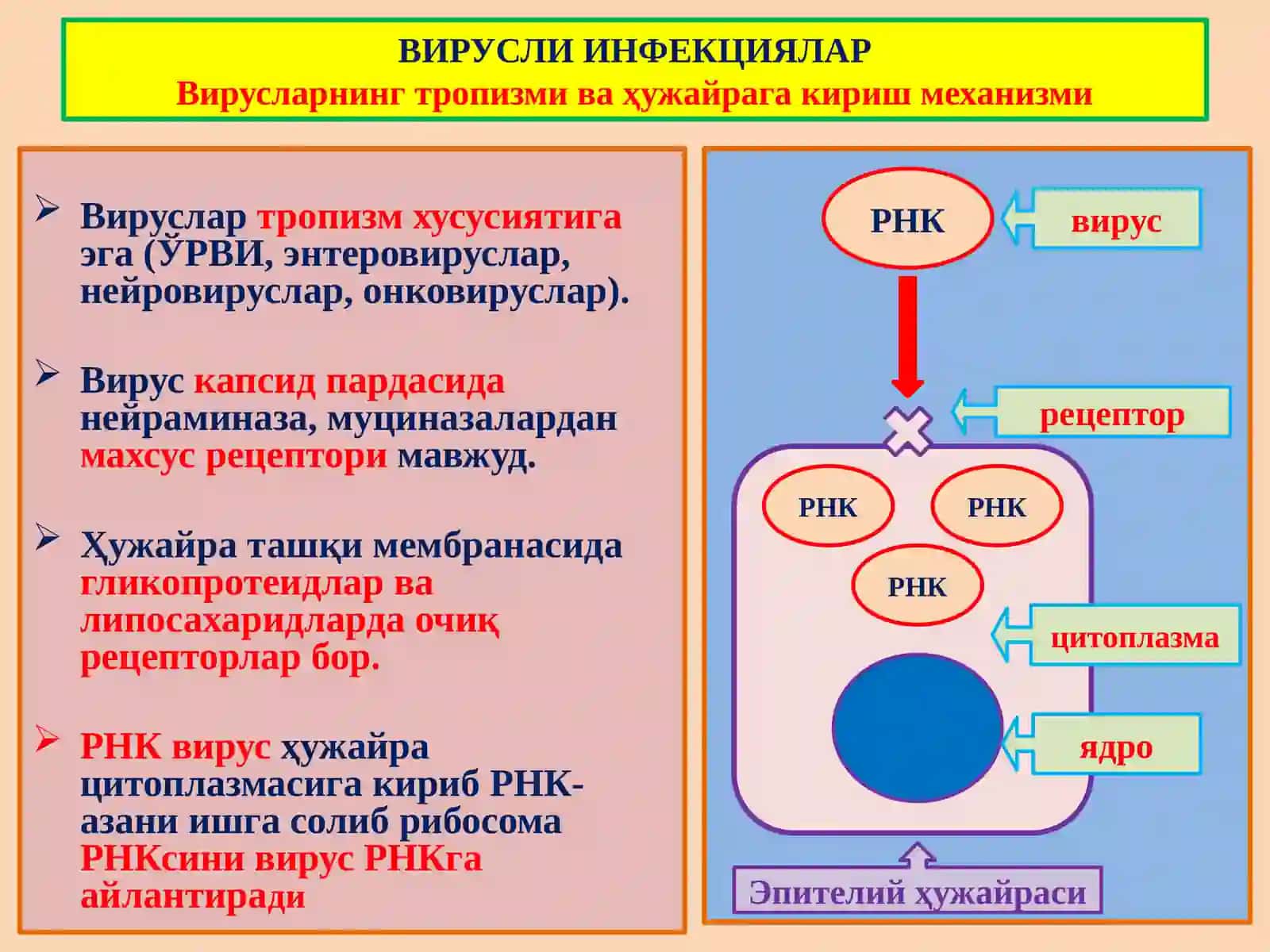 ИНФЕКЦИОН КАСАЛЛИКЛАР 4